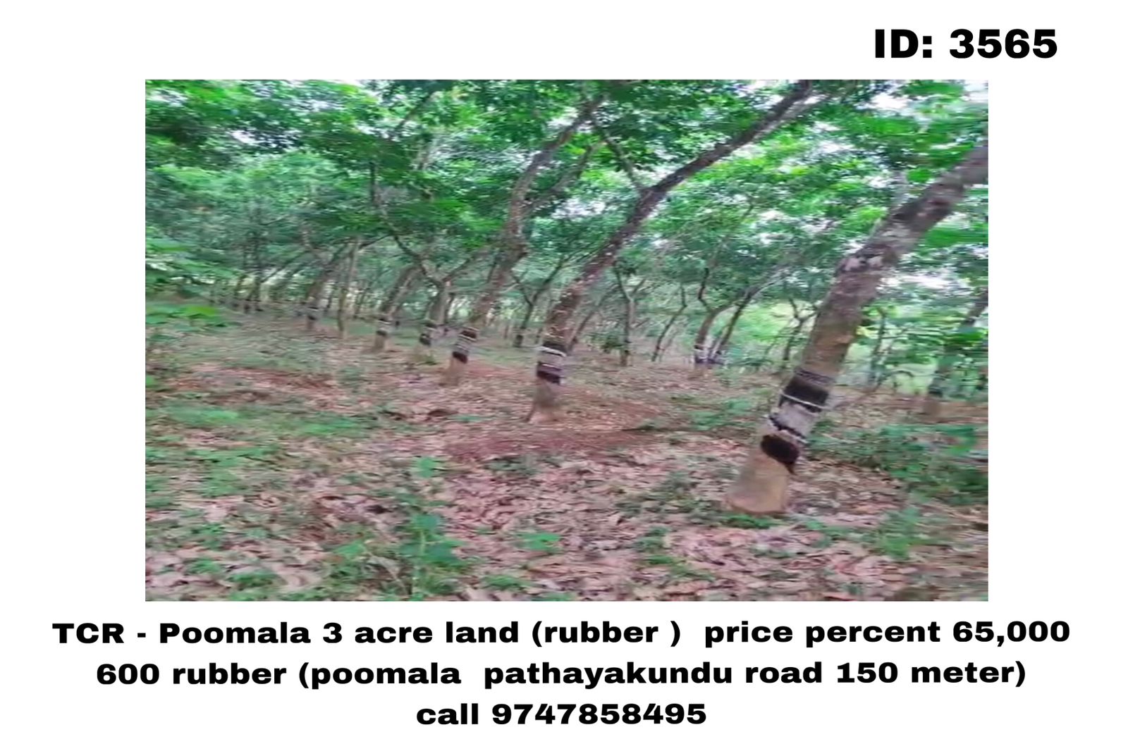 TCR - Poomala 3 acre land (rubber )  