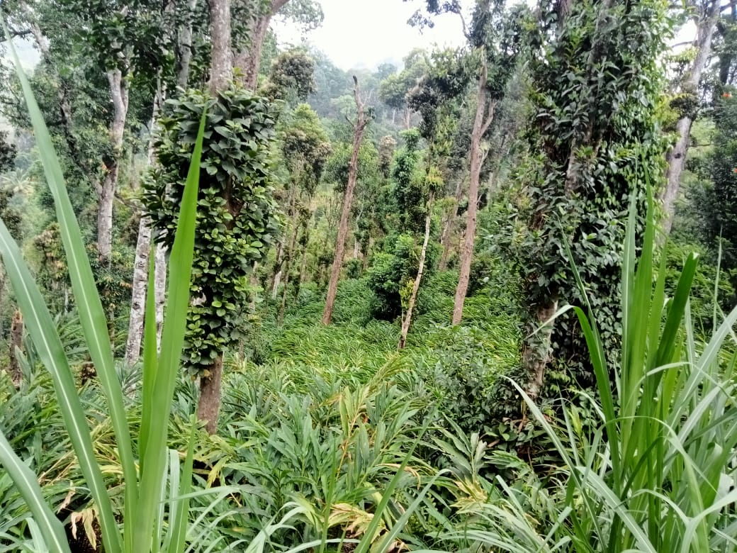 Small Image
