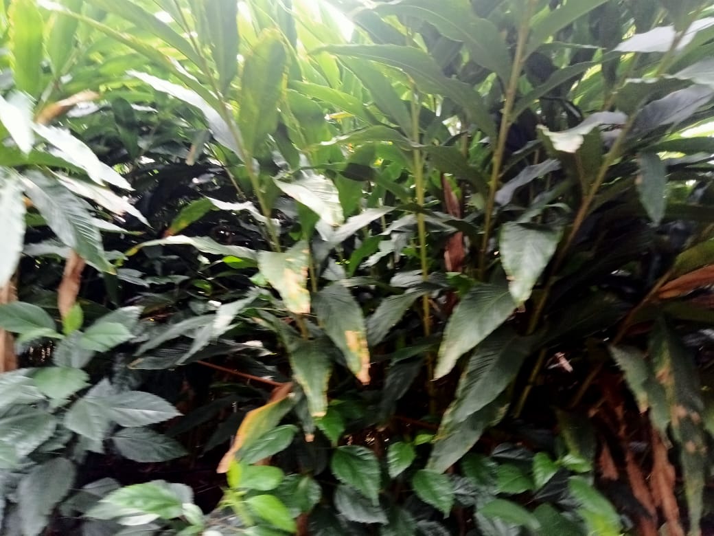 Small Image