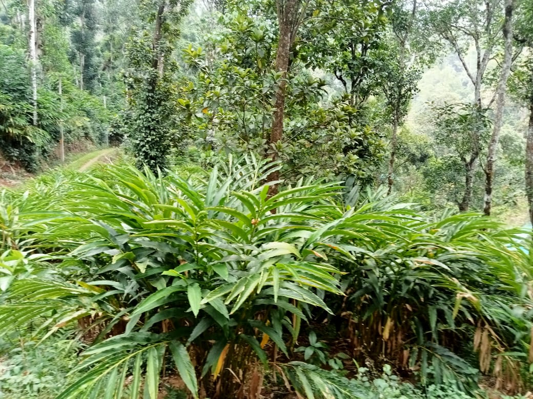 Small Image