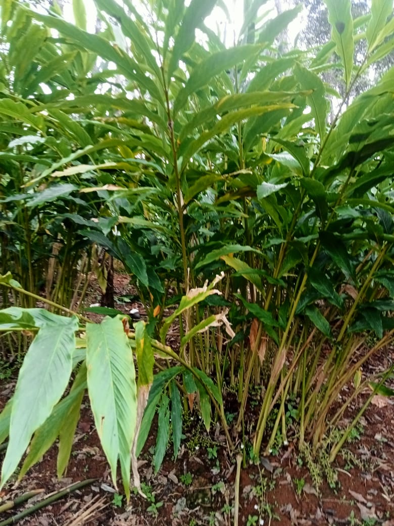 LAND FOR SALE | IDUKKI , KONNATHADY | 3 ACRE 30 CENT