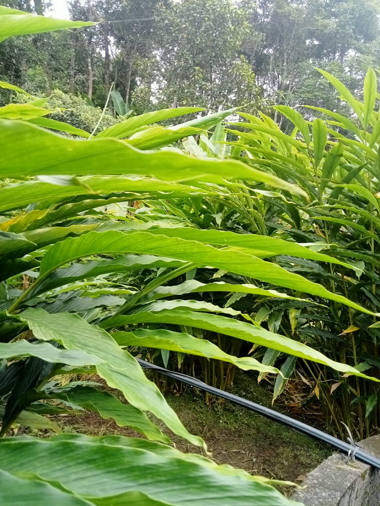 Small Image