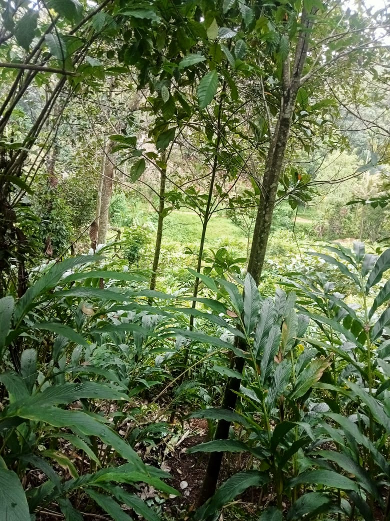 Small Image