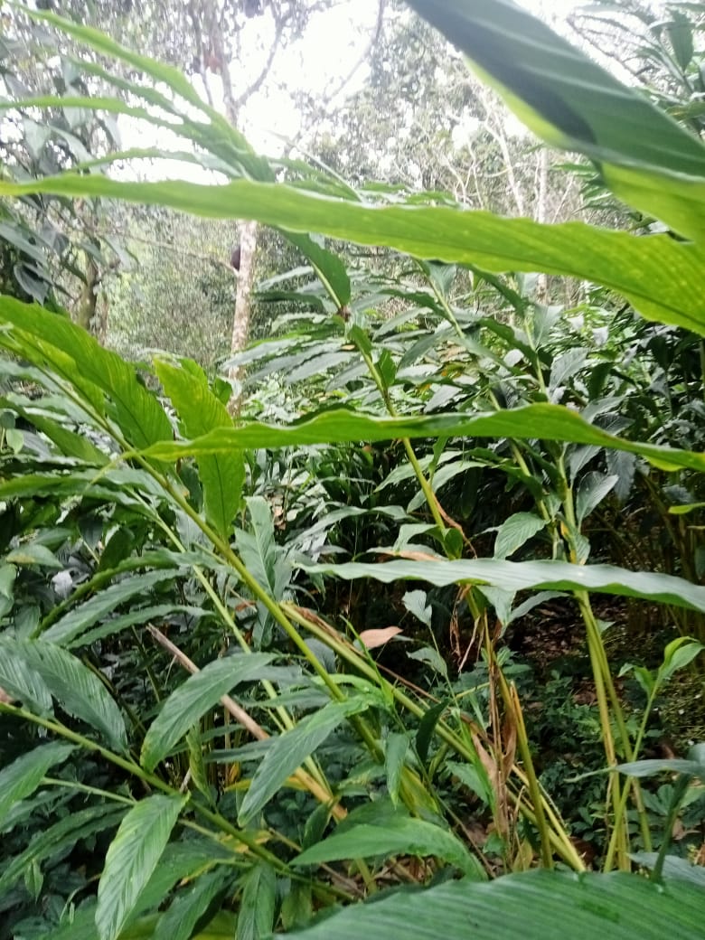 Small Image