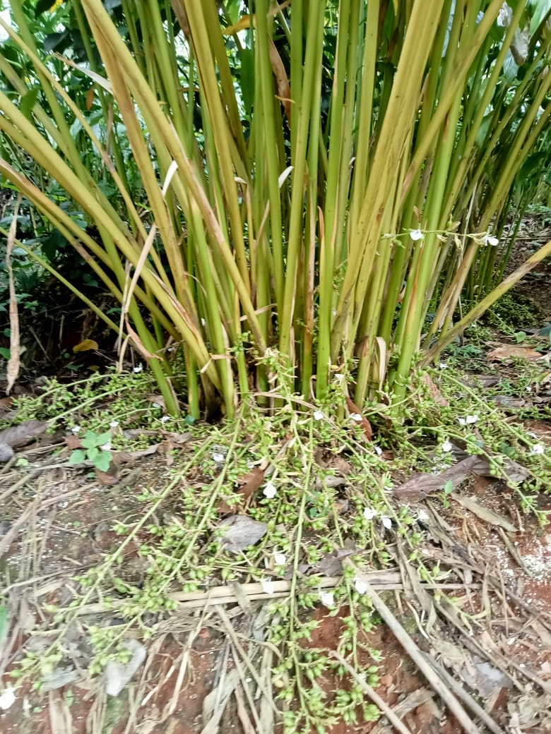Small Image