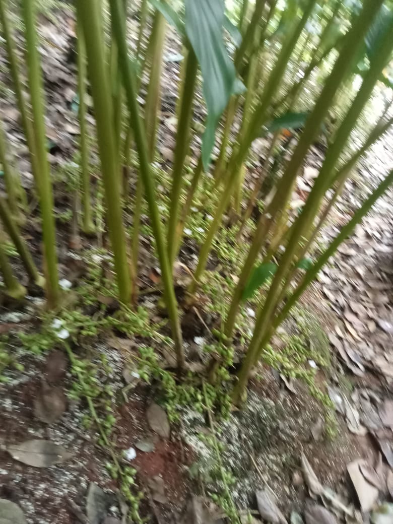 Small Image