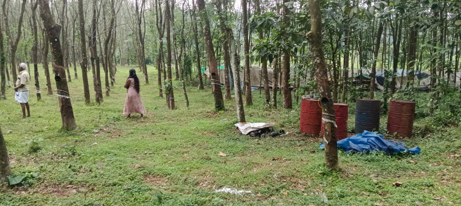 PANNOOR IDUKKI | LAND FOR SALE | FULL RUBBER TREES | 1.75 ACRE LAND | SUFFICIENT WATER