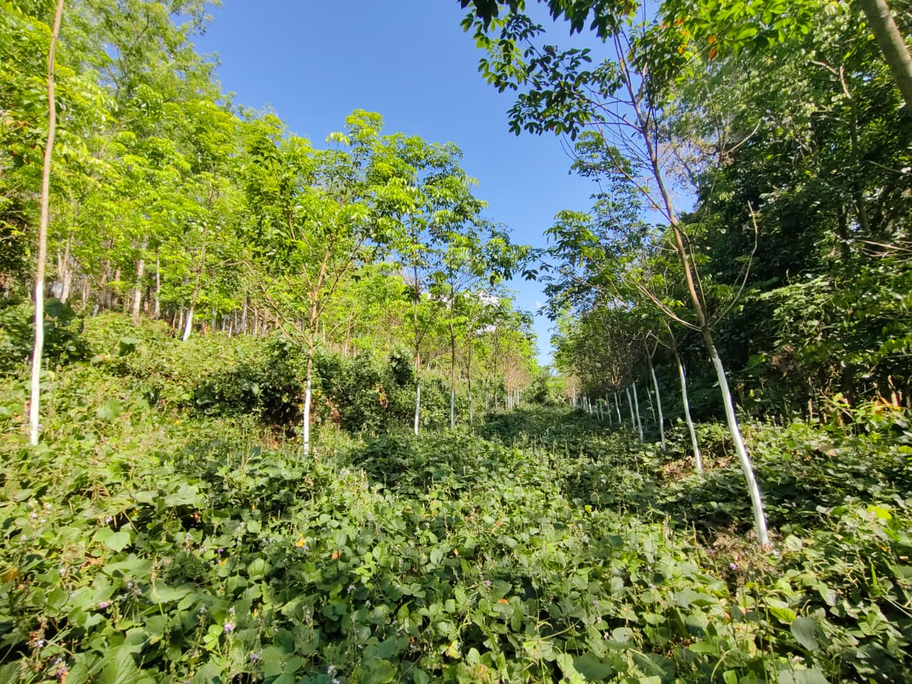 THRISSUR VELLIKULANGARA , LAND FOR SALE 