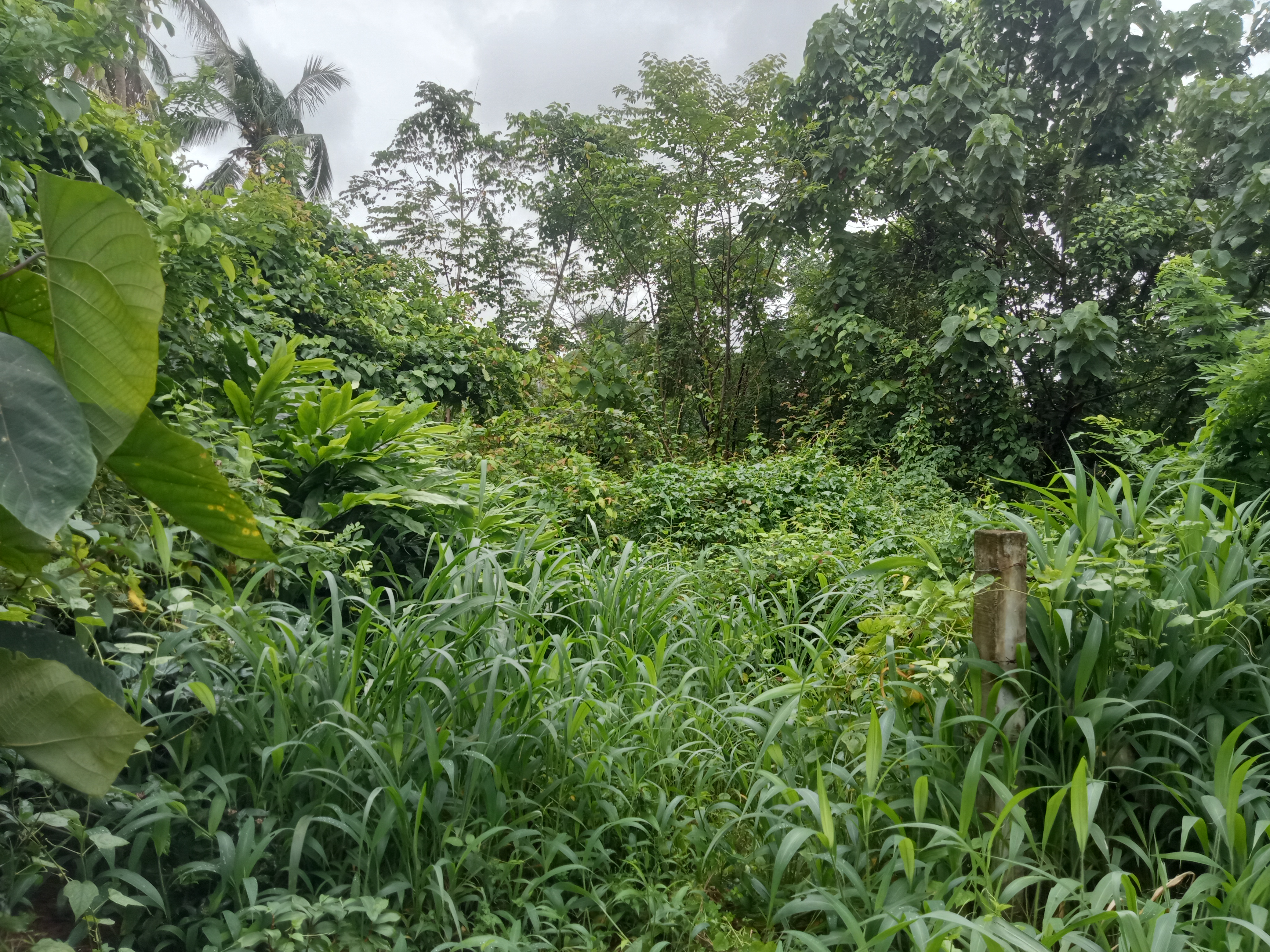KODANNUR | LAND FOR SALE | THRISSUR | 22.5 CENT