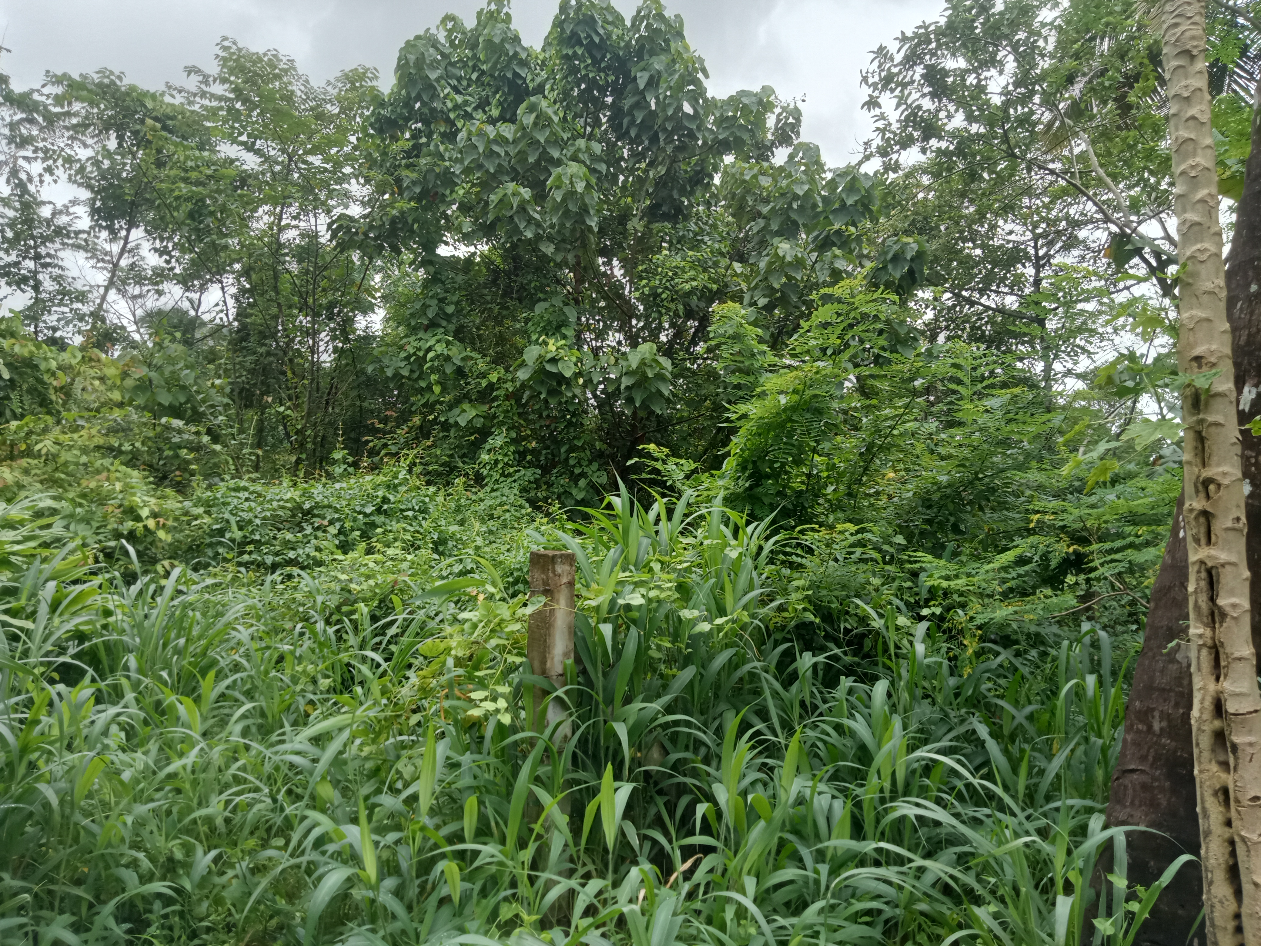 Small Image