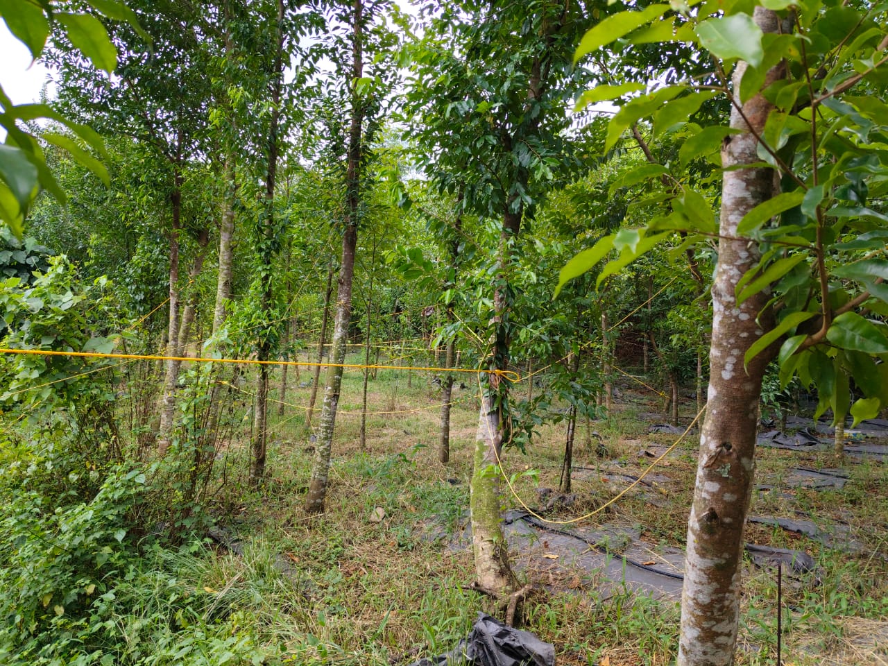 ERNANKULAM | LAND FOR SALE | 1500 - AGARWOOD TREES ( OUD TREE ) | SUFFICIENT WATER | ALL FACILITIES