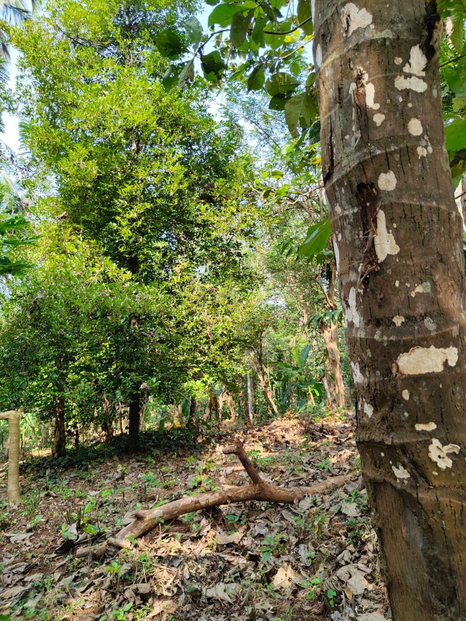 THRISSUR MANNUTHY MULAYAM | 1.29 ACRE LAND FOR SALE | POND | MOTOR SHED | COCONUT , NUTMEG , TEAK