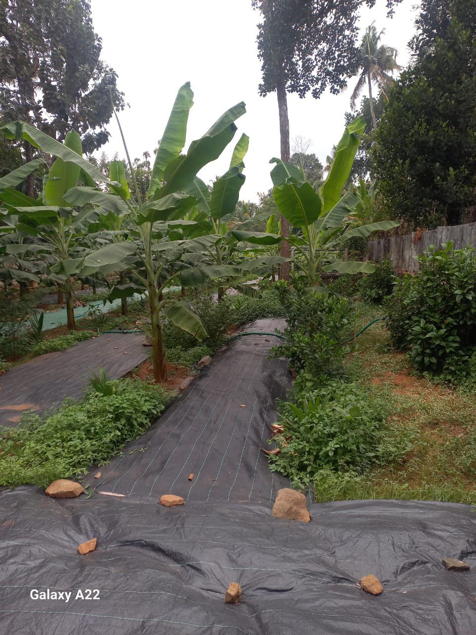 MALA KOMBODINJAMAKKAL ( KOMBODI ) | LAND FOR SALE | 25 CET LAND | MAIN ROAD 400 MTR