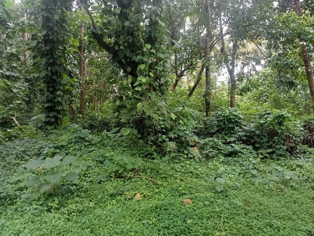 Small Image