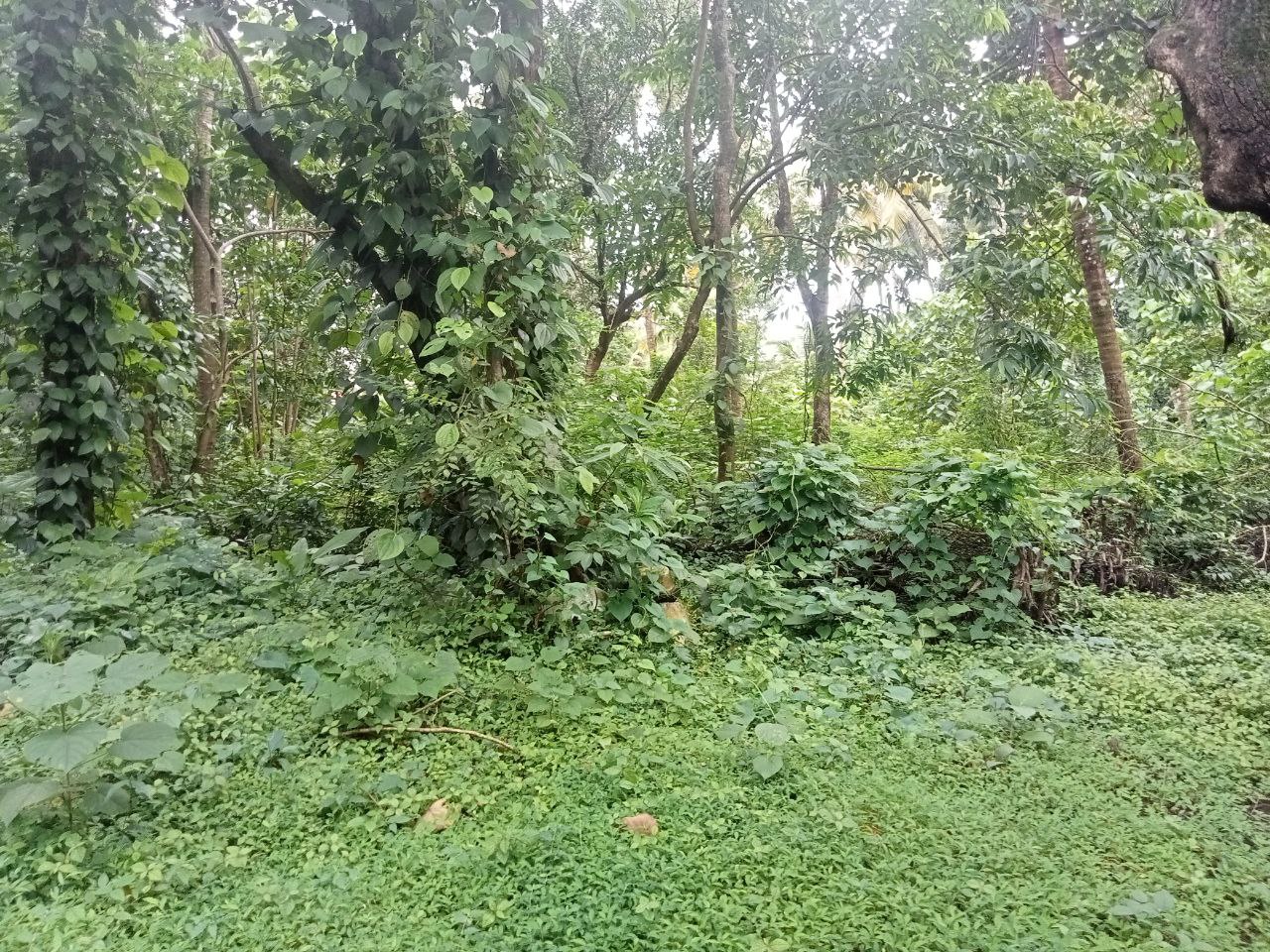 Small Image