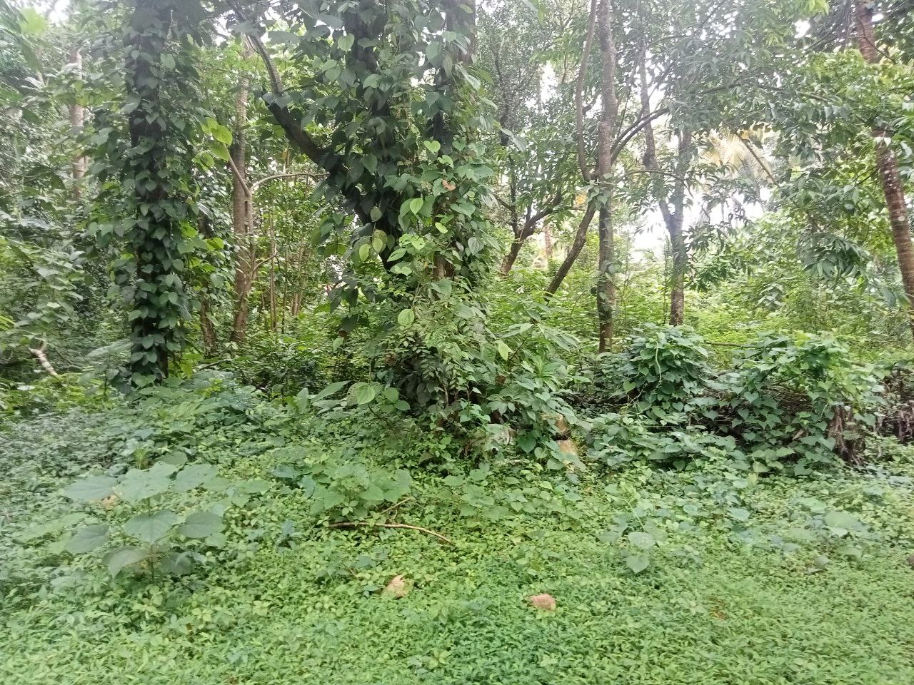 Small Image