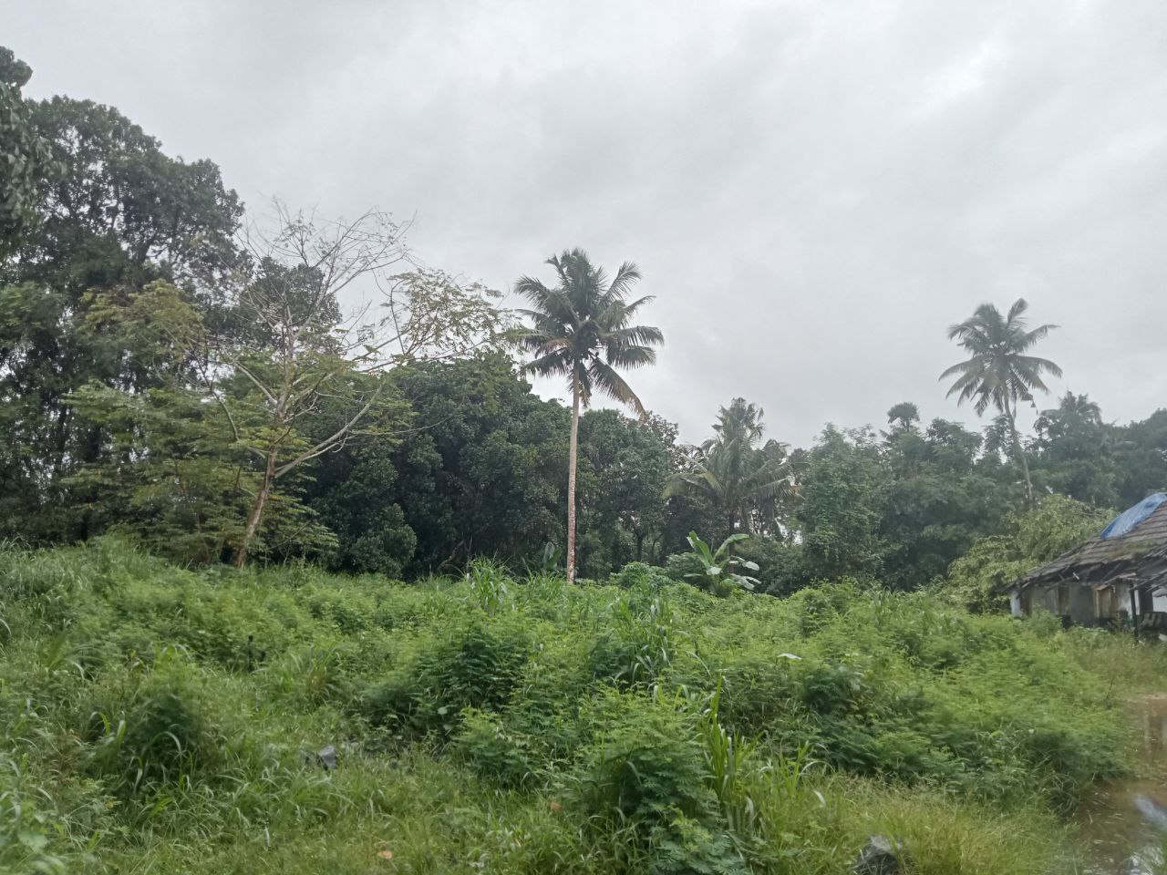 KATTOOR | LAND FOR SALE | 32 CENT 